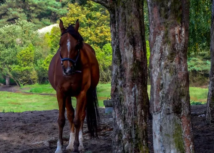 Lägenhet Z Balkonem